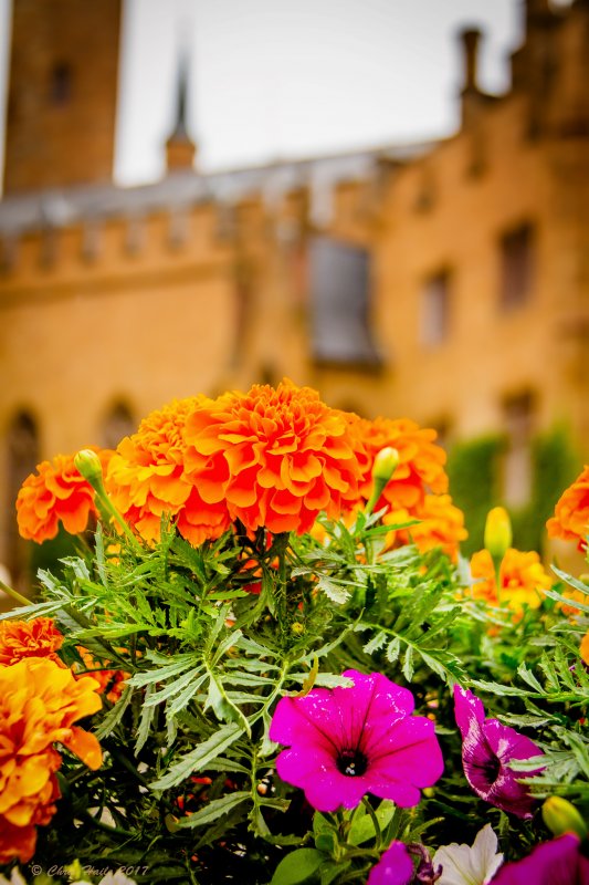 Castle flowers