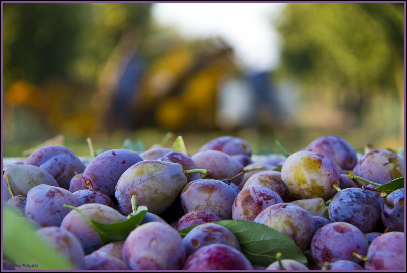 Sac valley Prunes